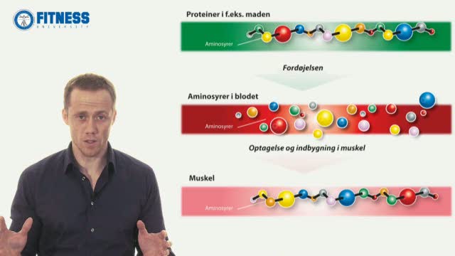 Større muskler med protein