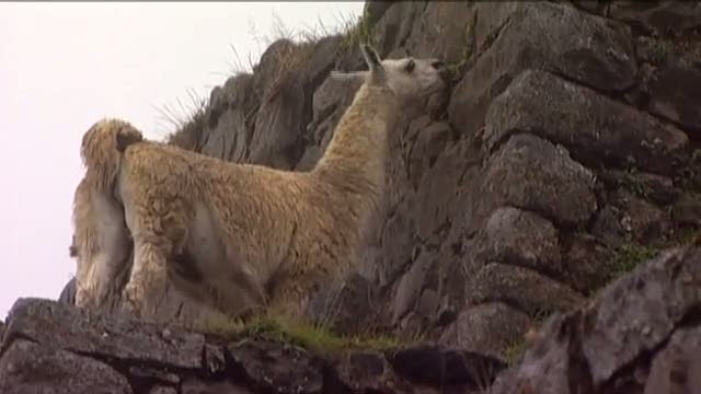 Inkariget i Peru