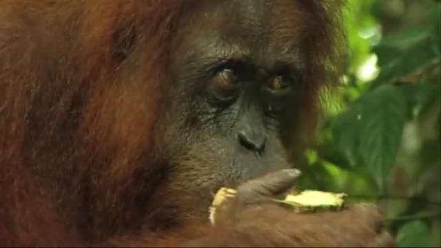 Jungletrek  på Sumatra